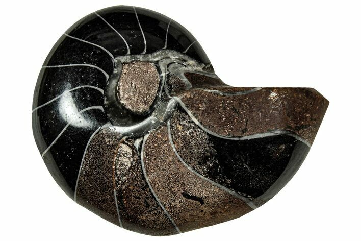 Polished Fossil Nautilus (Cymatoceras) - Unusual Black Color! #329224
